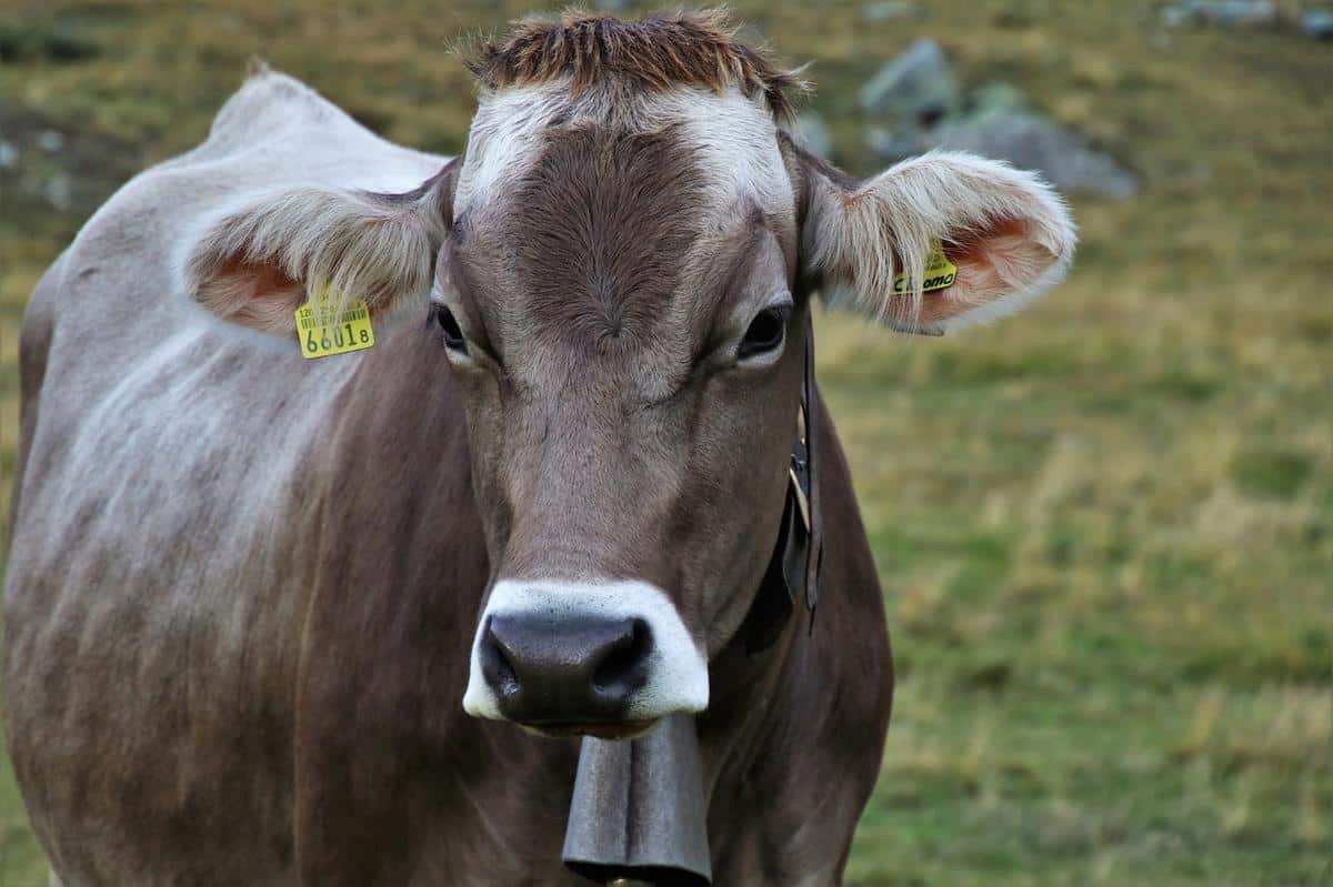 , En Suisse, des riverains veulent faire taire les cloches des vaches, se plaignant de tapage nocturne